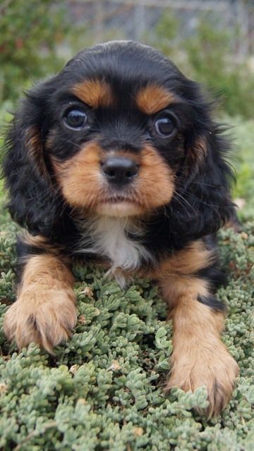 Cavalier King Charles Breed Information