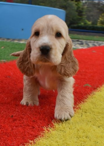 Cocker Spanel Breed Information