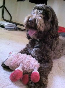 ANGIE 18 months enjoying her sheepy