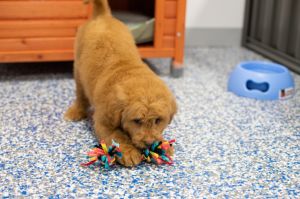 Puppy Information Centre