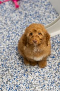 Puppy Information Centre