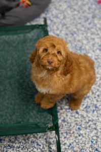 Puppy Information Centre