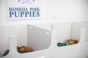 Puppy Information Centre