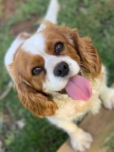 Banksia Park Puppies Riverina