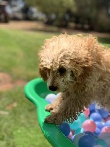 Banksia Park Puppies Riverina