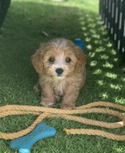 Banksia Park Puppies Riverina