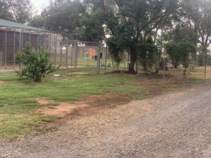 Banksia Park Puppies Riverina