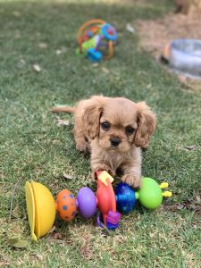 Banksia Park Puppies Riverina