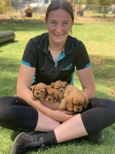 Banksia Park Puppies Riverina