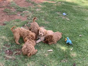 Banksia Park Puppies Riverina