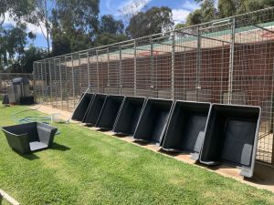 Banksia Park Puppies Riverina