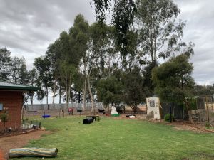 Banksia Park Puppies Riverina