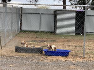 Banksia Park Puppies Riverina