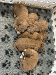 Banksia Park Puppies Riverina