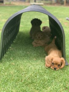 Banksia Park Puppies Riverina