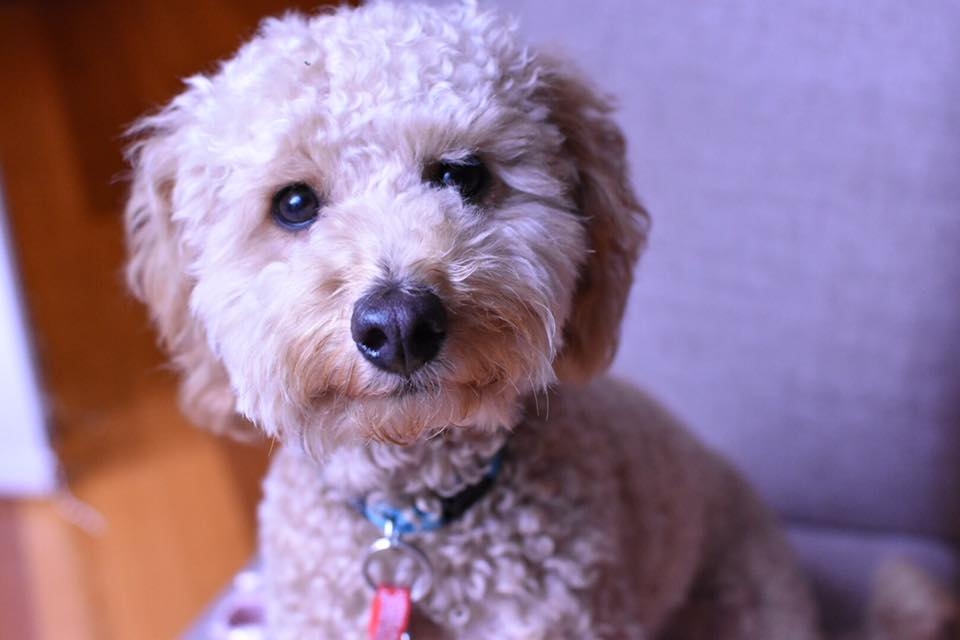 Puppies For Sale Near Me Garissa Kenya