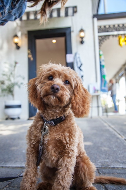 what is a cavoodle dog