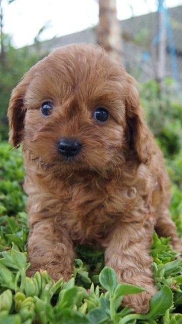 Mini Cavoodle