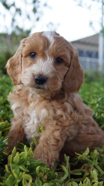 Spoodle Breed Information - Puppy 