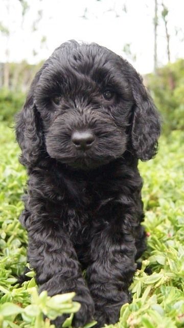 Spoodle Breed Information - Puppy Information | Banksia ...