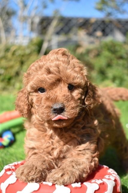 what is a moodle dog