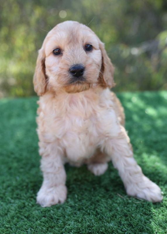 Spoodle Puppies for Sale | Banksia Park Puppies