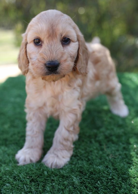 Spoodle Puppies for Sale | Banksia Park Puppies
