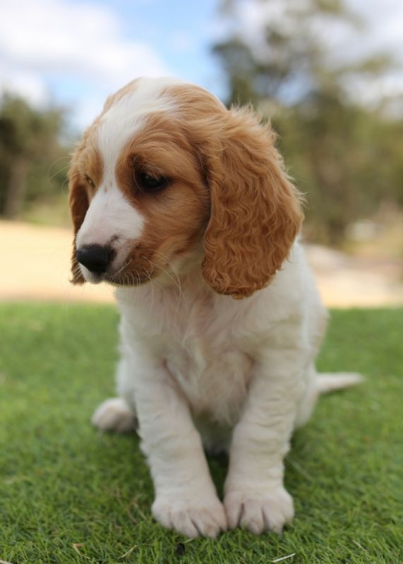 Spoodle Puppies for Sale | Banksia Park Puppies