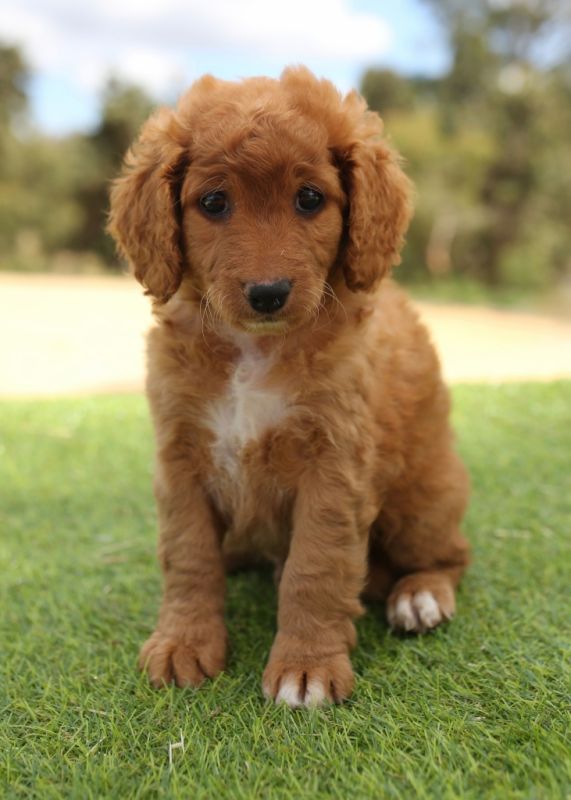 Spoodle Puppies for Sale | Banksia Park Puppies