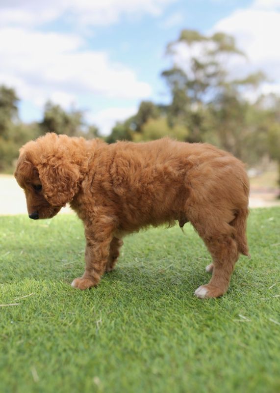Spoodle Puppies for Sale | Banksia Park Puppies