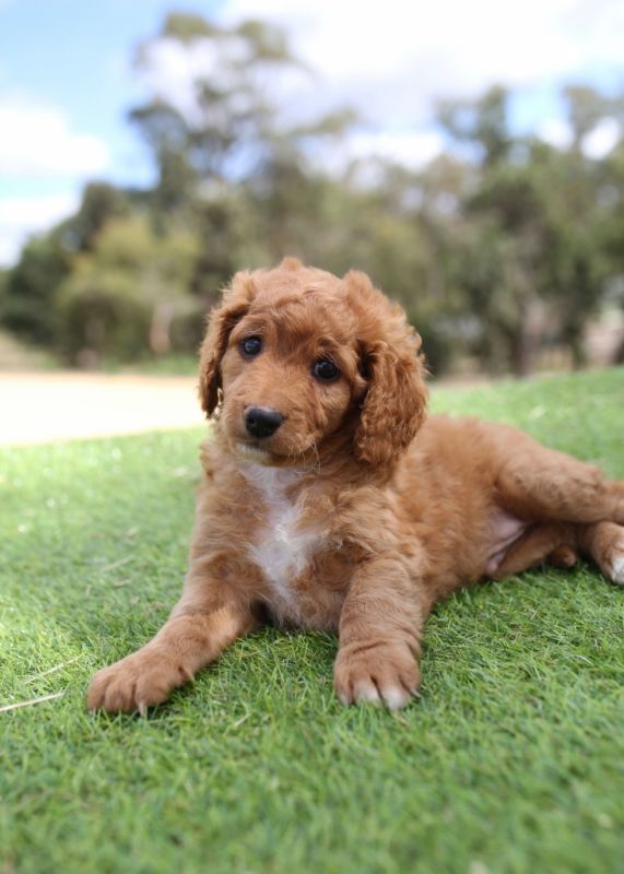 Spoodle Puppies for Sale | Banksia Park Puppies