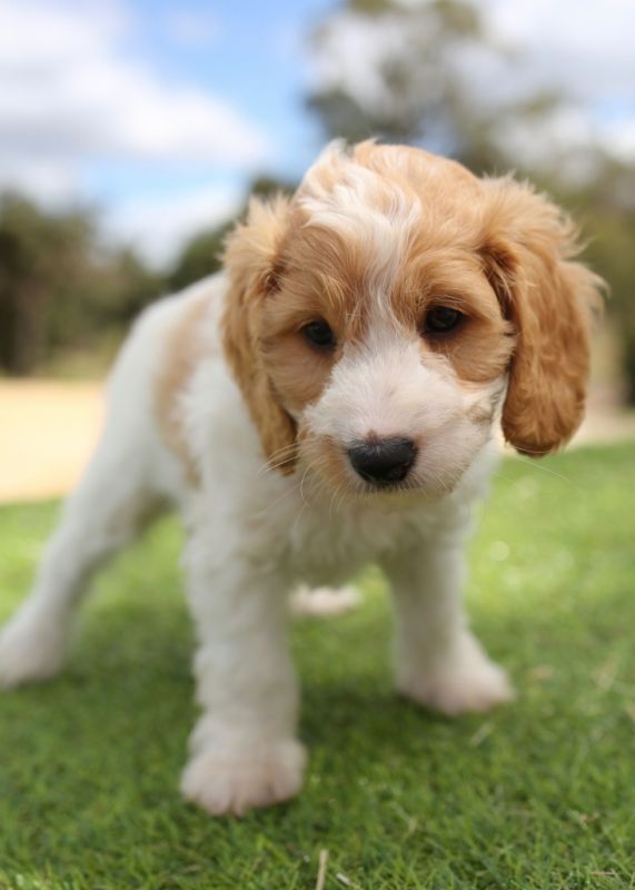 Spoodle Puppies for Sale | Banksia Park Puppies