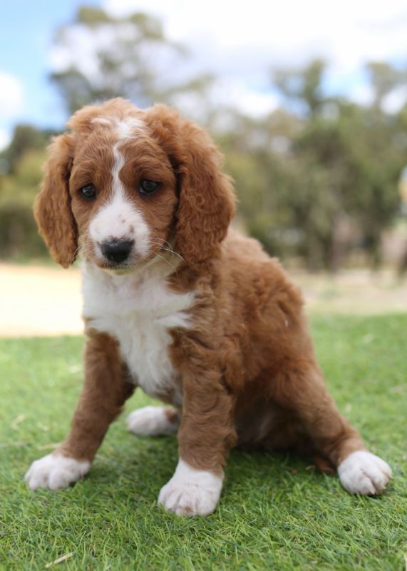 Spoodle Puppies for Sale | Banksia Park Puppies