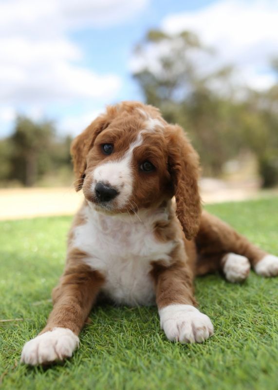 Spoodle Puppies for Sale | Banksia Park Puppies