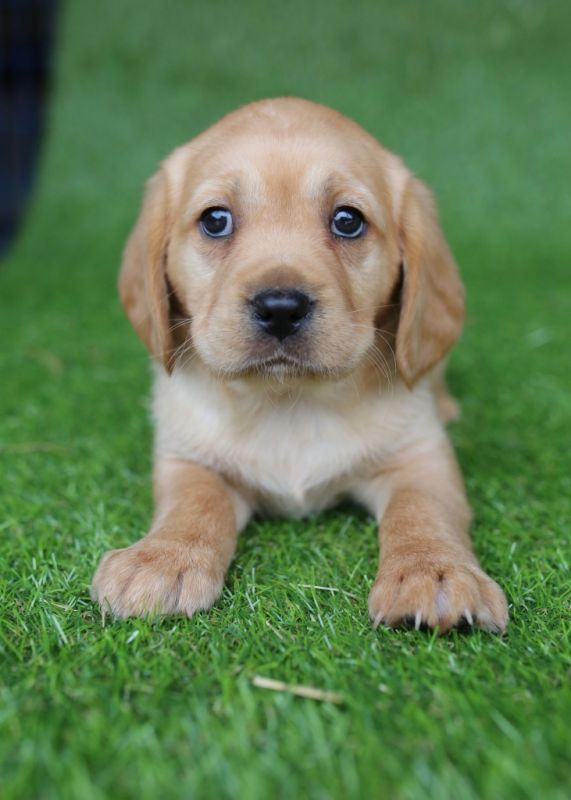 Cavador Puppies for Sale Banksia Park Puppies