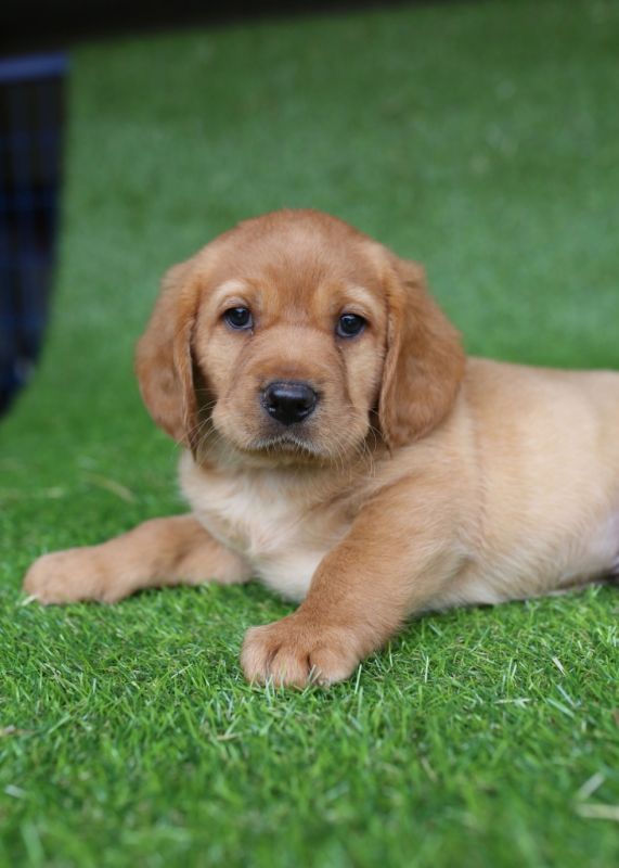 Cavador Puppies for Sale Banksia Park Puppies