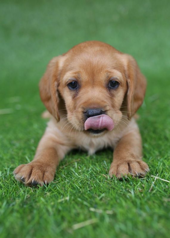 Cavador Puppies for Sale Banksia Park Puppies