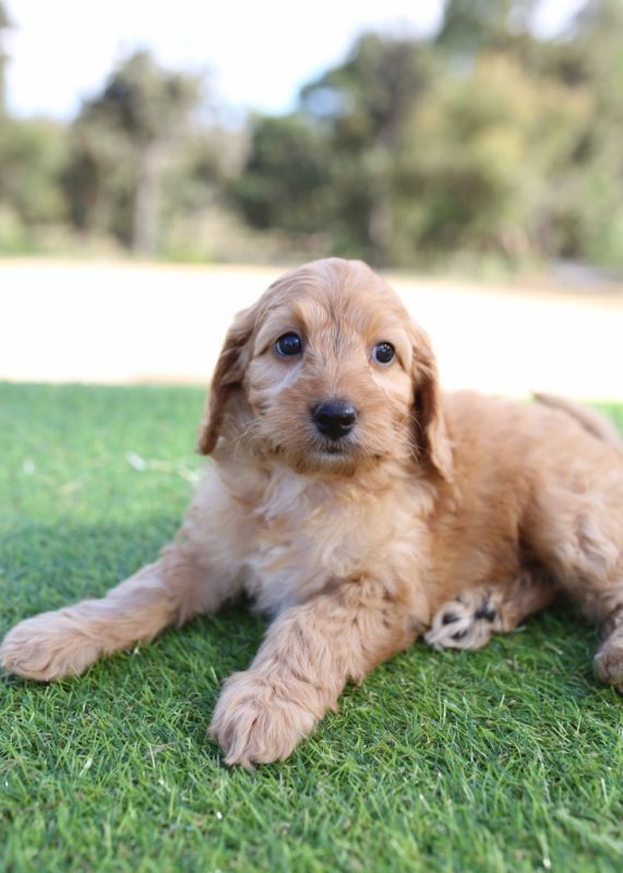 Spoodle Puppies for Sale | Banksia Park Puppies