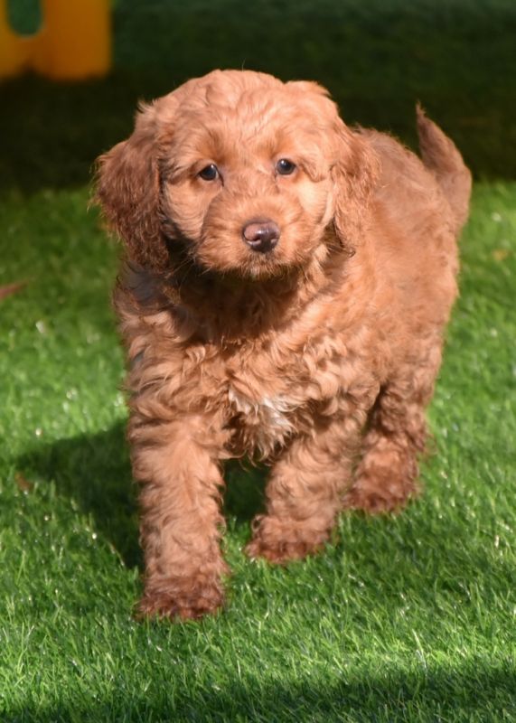 Spoodle Puppies for Sale | Banksia Park Puppies