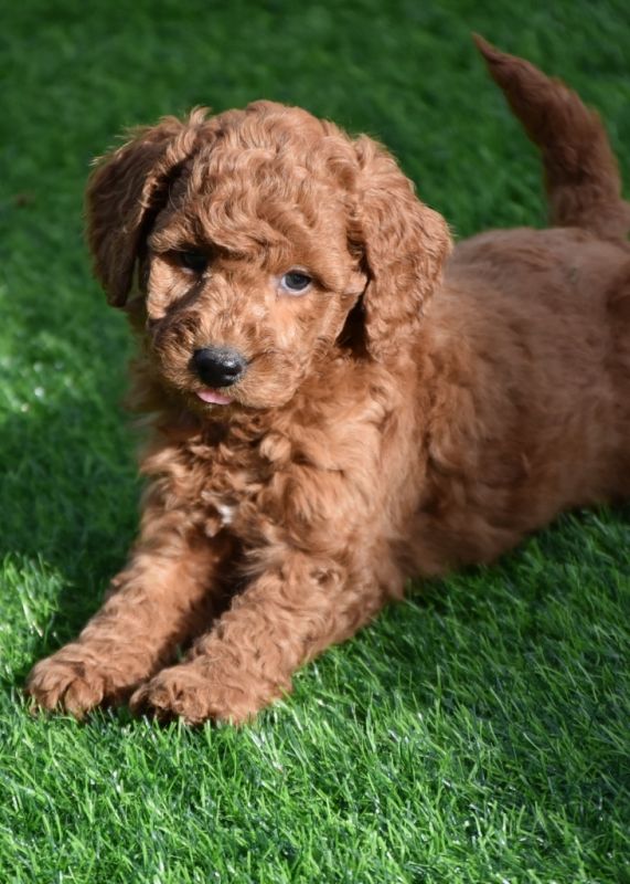 Spoodle Puppies for Sale | Banksia Park Puppies