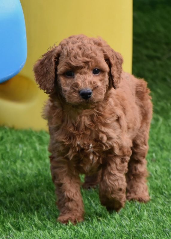 Spoodle Puppies for Sale | Banksia Park Puppies