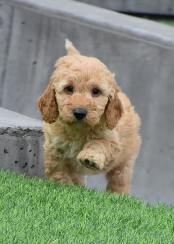 Spoodle Puppies for Sale | Banksia Park Puppies