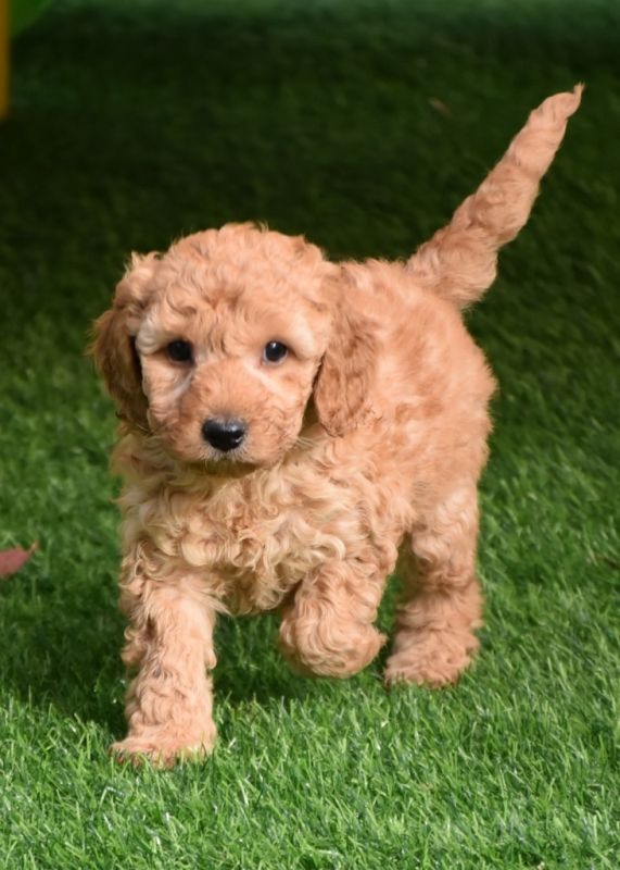 Spoodle Puppies for Sale | Banksia Park Puppies