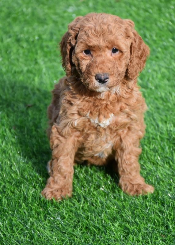 Spoodle Puppies for Sale | Banksia Park Puppies