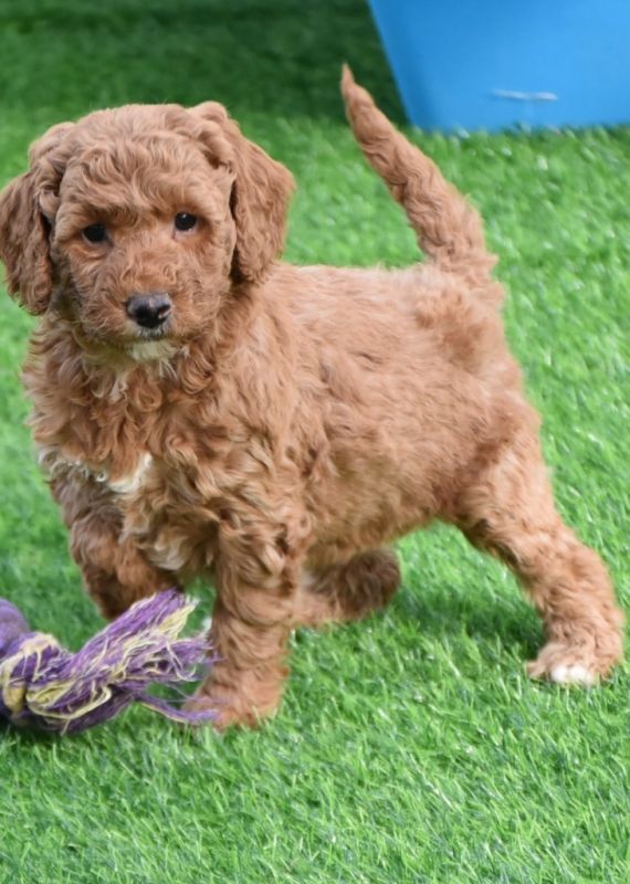 Spoodle Puppies for Sale | Banksia Park Puppies