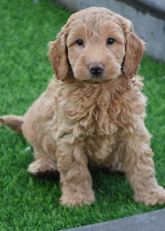 Spoodle Puppies for Sale | Banksia Park Puppies