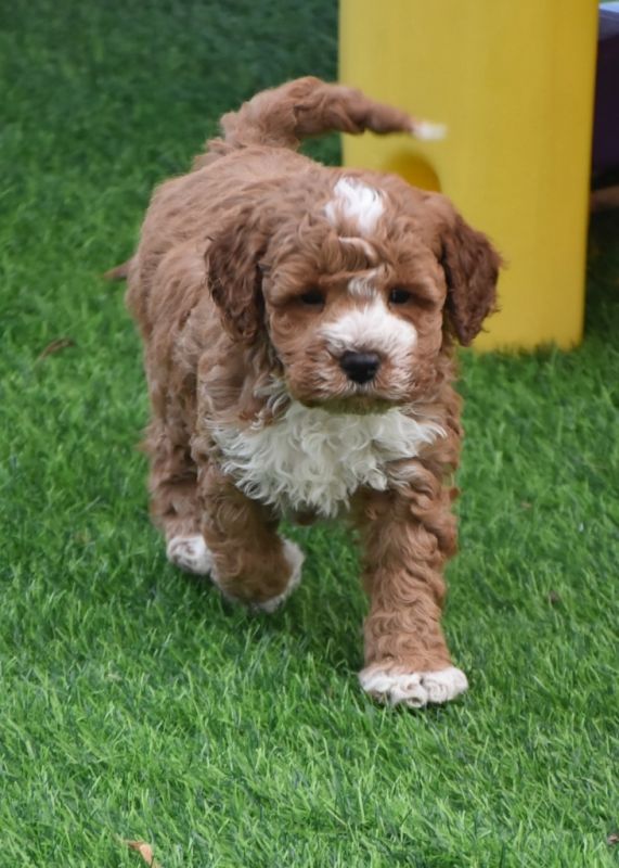 Spoodle Puppies for Sale | Banksia Park Puppies