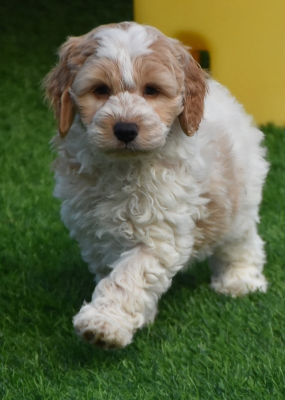 Spoodle Puppies for Sale | Banksia Park Puppies