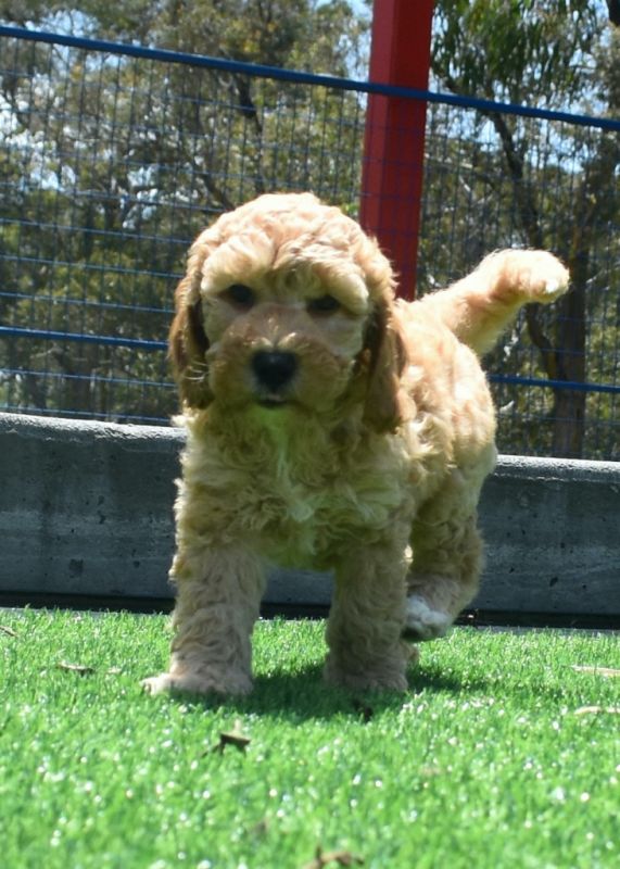 Spoodle Puppies for Sale | Banksia Park Puppies