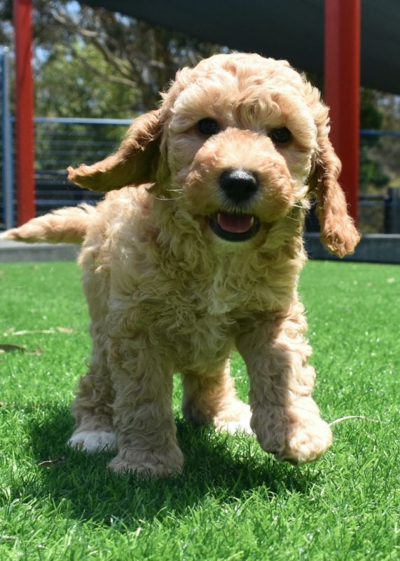 Spoodle Puppies for Sale | Banksia Park Puppies
